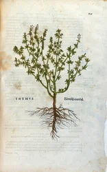 Planche botanique : Thym (Thymus) Herbier de Léonard Fuchs, "Historia Stirpium", Bâle