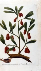 Cardamome. Gravure du 18ème siècle