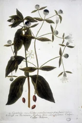 Plant de graine de café dans un herbier du 19ème siècle.