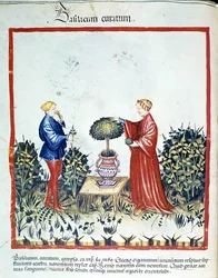 Récolte de basilic. Enluminure du commerce de la médecine et de la diététique « Tacuinum sanitatis » d