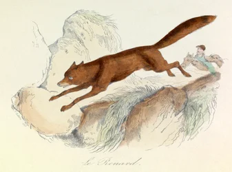Les "Completes de Buffon" avec la nomenclature de Linné et la classification de Cuvier : Les animaux : Le renard (gravure)
