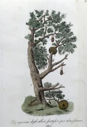 Système de taille pour le développement des arbres fruitiers. Planche tirée de « Giornale dell