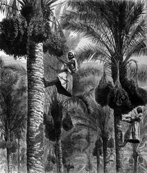 Cueillette de dattes à Ceylan (actuel Sri Lanka). Gravure du 19ème siècle