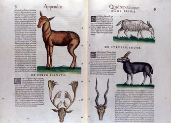 Cerf et antilope dans l