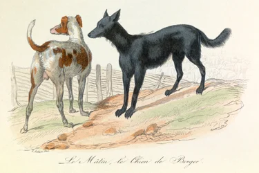 Chien et Matin, deux animaux classés par Linné et Cuvier (gravure)