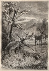 Expédition autour du monde (1785-1788) de Jean François Galaup de La Pérouse (1741-1788) : technique de chasse des Indiens de la baie de Monterey (Californie) - illustration tirée de « Les grands marins du XVIIIe siècle »
