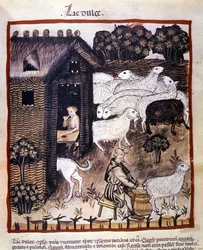 Travail à la ferme : traite des moutons pour produire du lait et du fromage. Enluminure du « Tacuinum sanitatis »