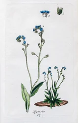 Myosotis