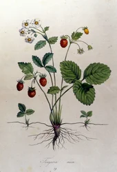 Fragaria Vesca (fraise des bois)