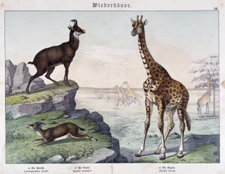 Girafe, chamois et gazelle - dans « Histoire naturelle des mammifères », éd. Schreiber