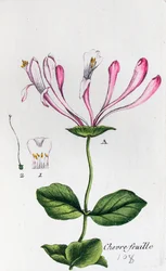 Chèvrefeuille