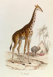 Illustration tirée du livre "Les Œuvres complètes de Buffon" : Les Quadrupèdes : La girafe (gravure)
