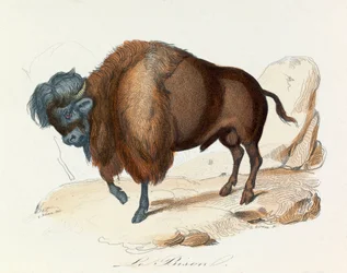 Illustration tirée du livre "Les Œuvres complètes de Buffon" : Les Quadrupèdes : Le bison (gravure)