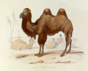 Illustration tirée du livre "Les Œuvres complètes de Buffon" : Les Quadrupèdes : Le cameau (gravure)