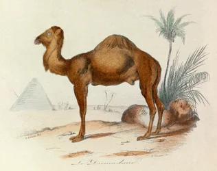 Illustration tirée du livre "Les Œuvres complètes de Buffon" : Les Quadrupèdes : Le dromadaire (gravure)