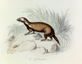 Illustration tirée du livre "Les Œuvres complètes de Buffon" : Les Quadrupèdes : Le glouton (gravure)
