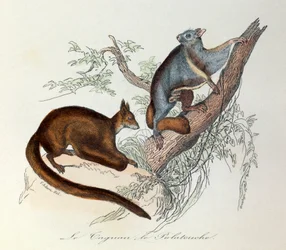 Illustration tirée du livre "Les Œuvres complètes de Buffon" : Les Quadrupèdes : Le taguan et le polatouche (gravure)