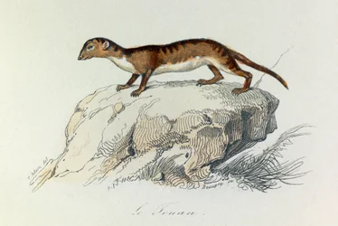 Illustration tirée du livre "Les Œuvres complètes de Buffon" : Les Quadrupèdes : Le touan (gravure)