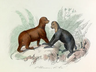 Illustration tirée du livre "Les Œuvres complètes de Buffon" : Les Quadrupèdes : L