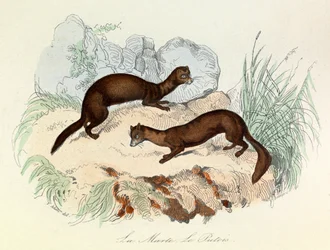 Illustration tirée du livre "Les Œuvres complètes de Buffon" : Les animaux : La marte et le fertois (gravure)