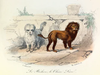 Illustration tirée du livre "Les Œuvres complètes de Buffon" : Les animaux : Le bichon et le chien lion (gravure)