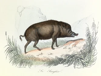 Illustration tirée du livre "Les Œuvres complètes de Buffon" : Les animaux : Le sanglier (gravure)