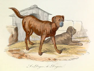 Illustration tirée du livre "Les Œuvres complètes de Buffon" : Les animaux : Le dogue et le doguin (gravure)