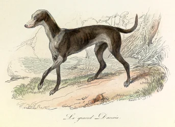 Illustration tirée du livre "Les Œuvres complètes de Buffon" : Les animaux : Le grand danois (gravure)