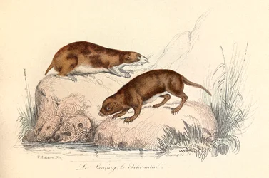 Illustration tirée du livre "Les Œuvres complètes de Buffon" : Les animaux : Le leming et le scherman (gravure)