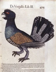 Le grand tétras, ou grand coq de bruyère, dans l
