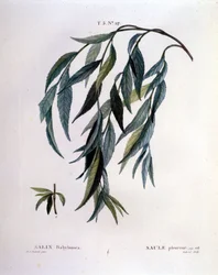 Feuille de saule pleureur (Salix babylonica)