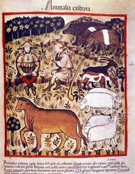 Élevage, moutons, chèvres et cochons. Enluminure du « Tacuinum sanitatis »