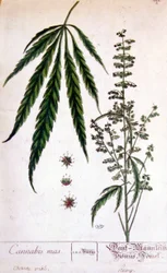 Pied mâle de cannabis. Gravure du XIXe siècle.