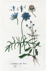 Scabieuse des prés