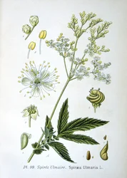 Reine-des-prés