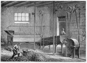 Laveuse de pommes de terre mécanique, suivie d