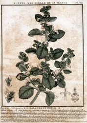 Plante médicinale de France : la belotte fétide