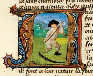 Médecine : un paysan fauchant le blé. Miniature tirée du Traité de médecine d