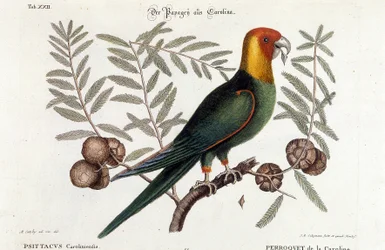 Ornithologie : Perroquet de Caroline. (Psittacus caroliniensis)