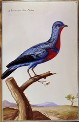 Ornithologie : un moineau des Indes (plaque du 18ème siècle)