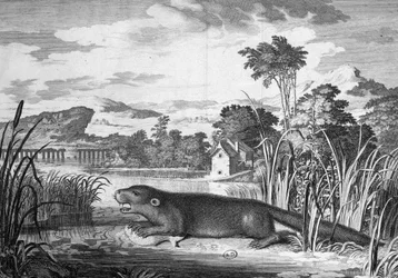 Loutre - gravure