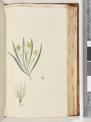 Plante non identifiée