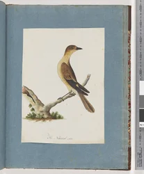 Page 109. Oiseau non identifié