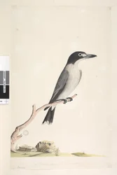 Page 10. Vanga. au centre inférieur dans une autre main Taille naturelle, iris douteux Butcher gris, Oiseau Cracticus torquatis mâle, 1791-92