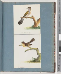 Page 111. Oiseau non identifié. 112. Oiseau non identifié.