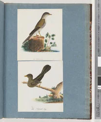 Page 115. Oiseau non identifié. 116. Bell, miner