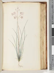 Page 115. Plante non identifiée