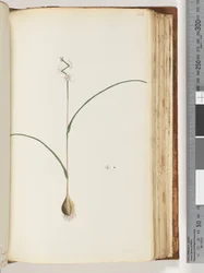 Page 116. Plante non identifiée