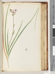 Page 117. Plante non identifiée