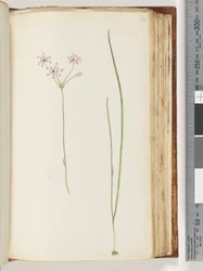 Page 118. Plante non identifiée